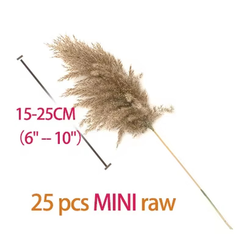 Real Pampas Grass Decor Natural Dried Flowers Plants Wedding Flowers Dry Flower Bouquet Fluffy Lovely for Holiday Home Decor