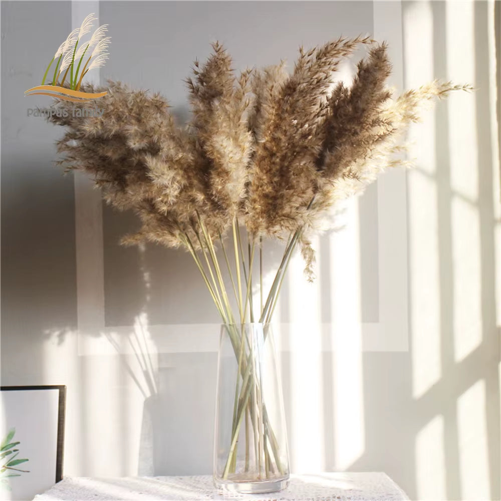 Real Pampas Grass Decor Natural Dried Flowers Plants Wedding Flowers Dry Flower Bouquet Fluffy Lovely for Holiday Home Decor