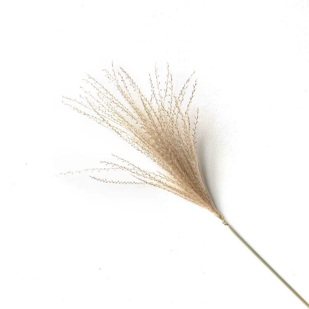 Real Pampas Grass Decor Natural Dried Flowers Plants Wedding Flowers Dry Flower Bouquet Fluffy Lovely for Holiday Home Decor