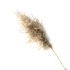 Real Pampas Grass Decor Natural Dried Flowers Plants Wedding Flowers Dry Flower Bouquet Fluffy Lovely for Holiday Home Decor