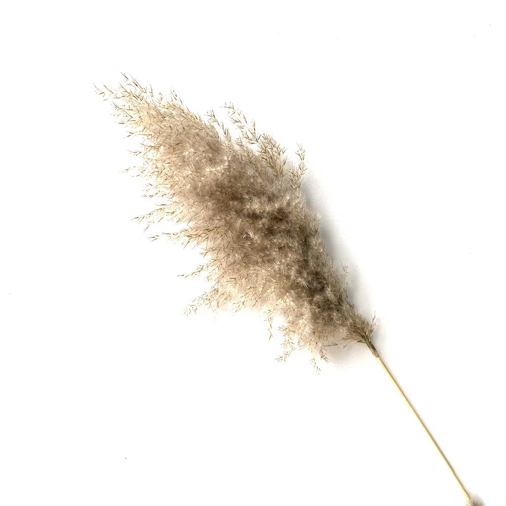 Real Pampas Grass Decor Natural Dried Flowers Plants Wedding Flowers Dry Flower Bouquet Fluffy Lovely for Holiday Home Decor