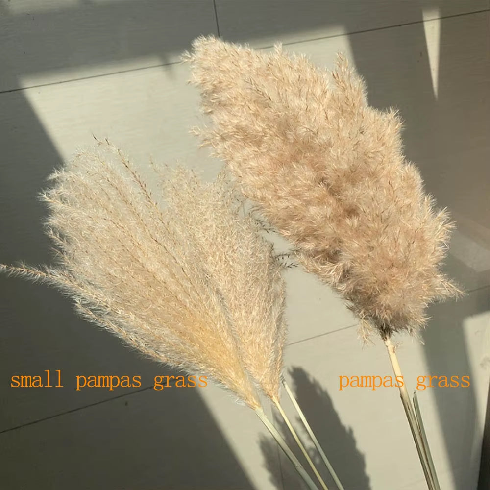 Real Pampas Grass Decor Natural Dried Flowers Plants Wedding Flowers Dry Flower Bouquet Fluffy Lovely for Holiday Home Decor
