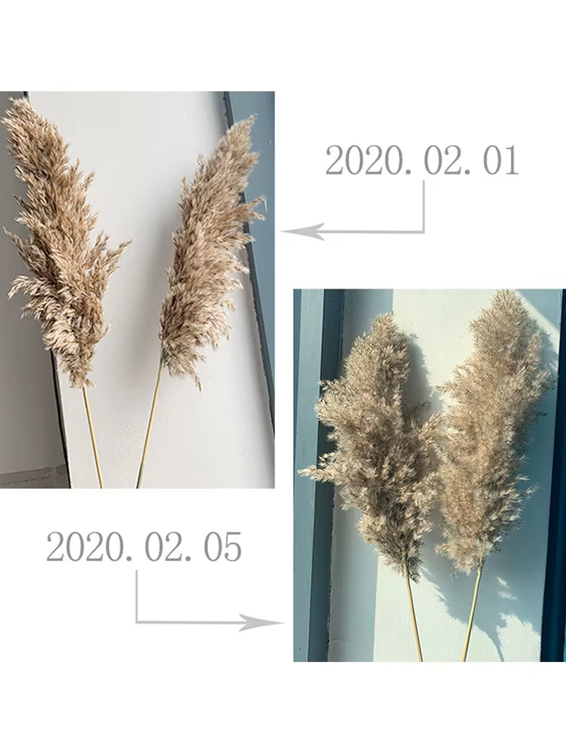 Real Pampas Grass Decor Natural Dried Flowers Plants Wedding Flowers Dry Flower Bouquet Fluffy Lovely for Holiday Home Decor