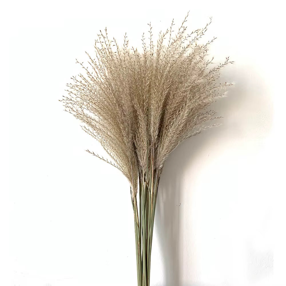 Real Pampas Grass Decor Natural Dried Flowers Plants Wedding Flowers Dry Flower Bouquet Fluffy Lovely for Holiday Home Decor